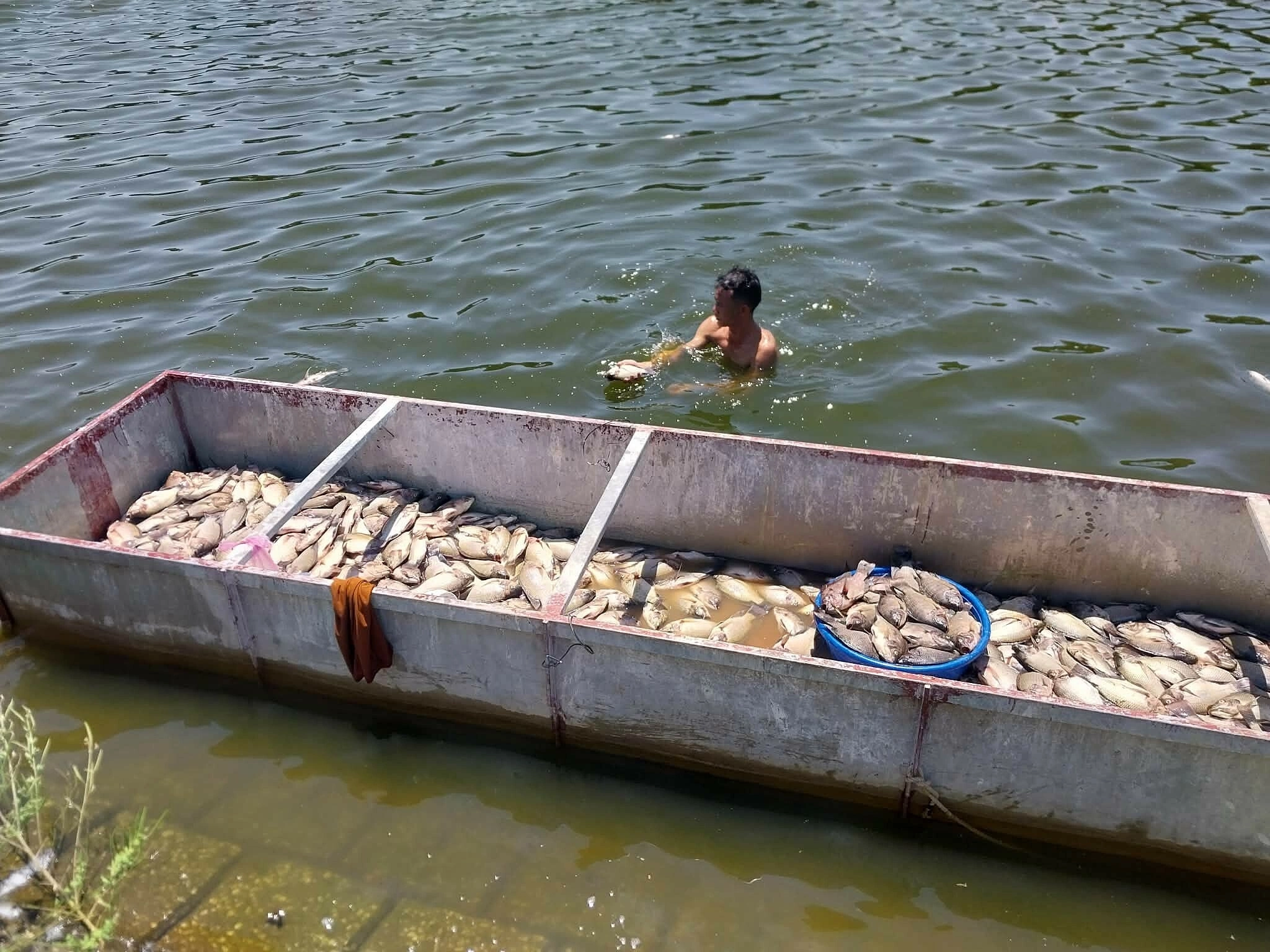 Mass fish deaths reported in Thanh Hoa lake