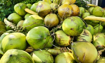 Should you drink two to three coconuts daily to cool down?
