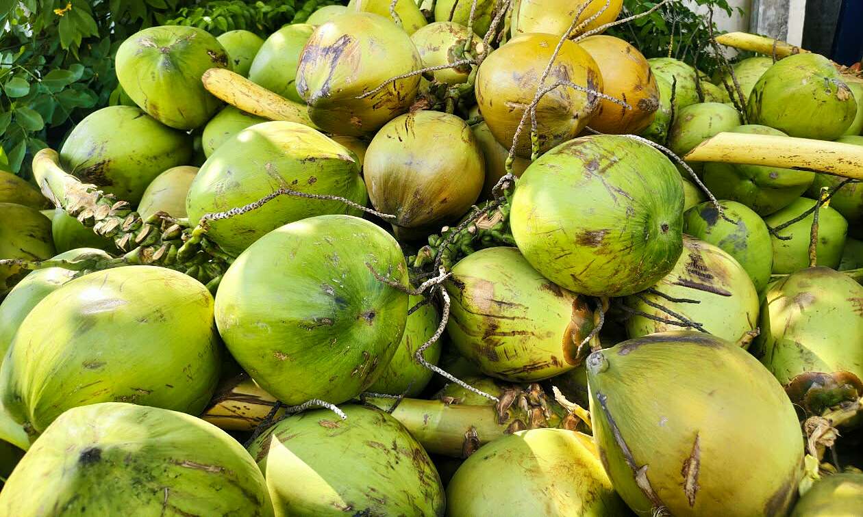 Should you drink two to three coconuts daily to cool down?