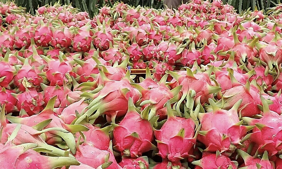 Which is more nutritious: white-fleshed or red-fleshed dragon fruit?