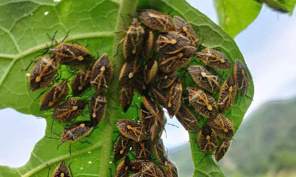 Six people suspected of poisoning after meal including stink bugs