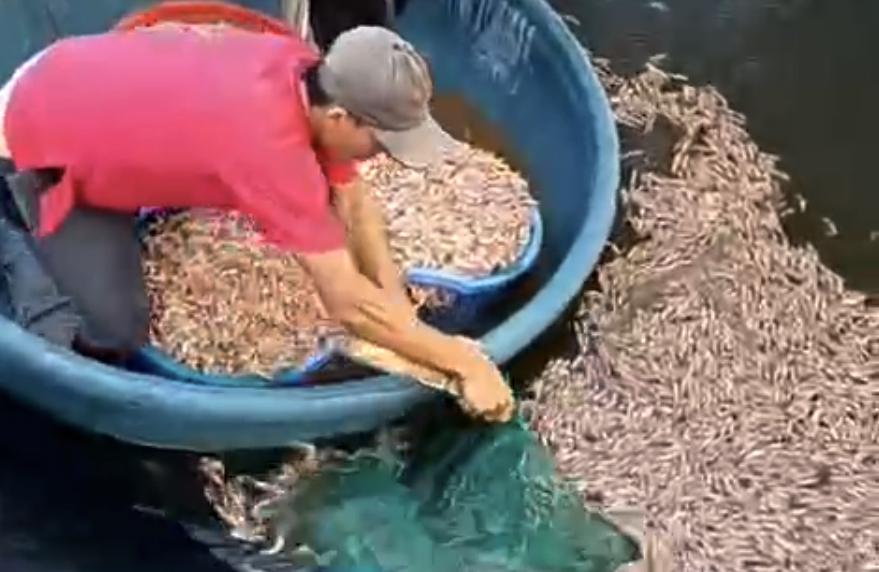 Mass shrimp deaths: pond owner discovers eight carbide bags at bottom