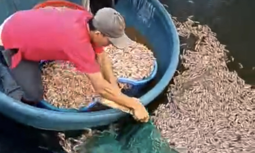 Mass shrimp deaths: pond owner discovers eight carbide bags at bottom