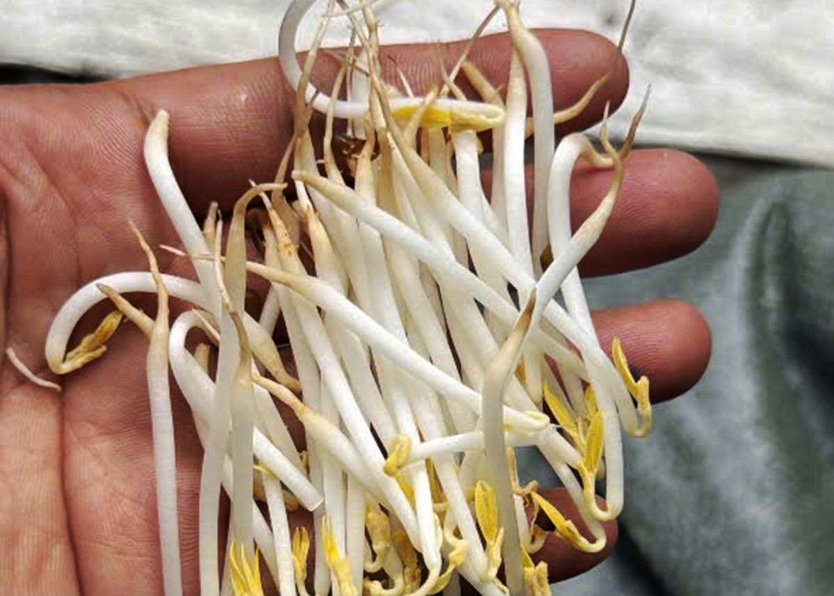 Four arrested for allegedly distributing 1,000 tons of chemically-treated bean sprouts