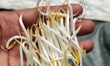 Four arrested for allegedly distributing 1,000 tons of chemically-treated bean sprouts