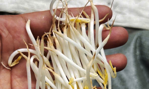 Four arrested for allegedly distributing 1,000 tons of chemically-treated bean sprouts