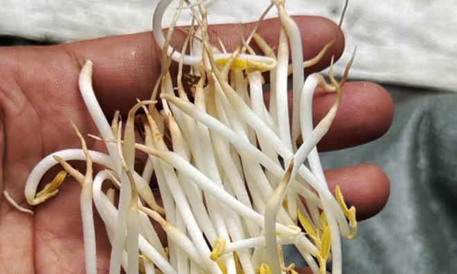 Four arrested for allegedly distributing 1,000 tons of chemically-treated bean sprouts