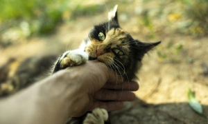 Hesitating on rabies shots while observing pets