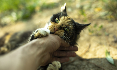 Hesitating on rabies shots while observing pets