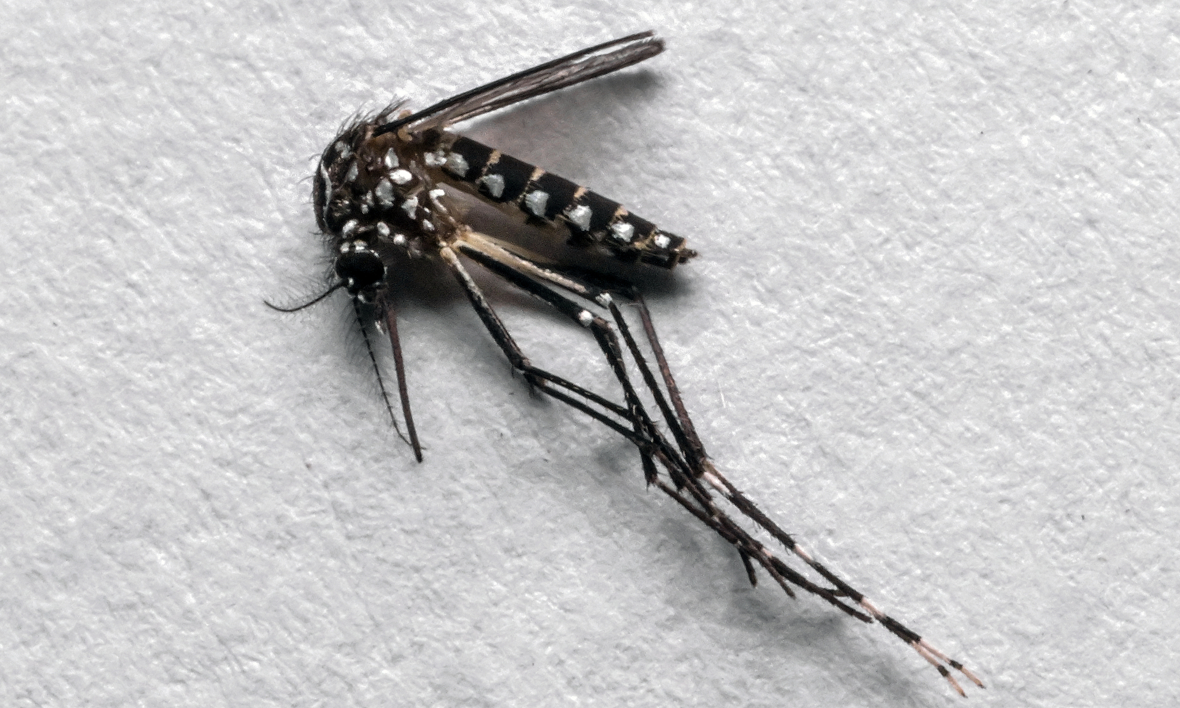 Google proposes releasing 32 million sterile mosquitoes to combat disease