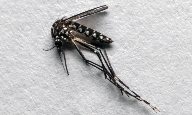 Google proposes releasing 32 million sterile mosquitoes to combat disease