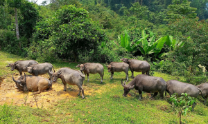 11 buffaloes found dead in forest, lightning strike suspected