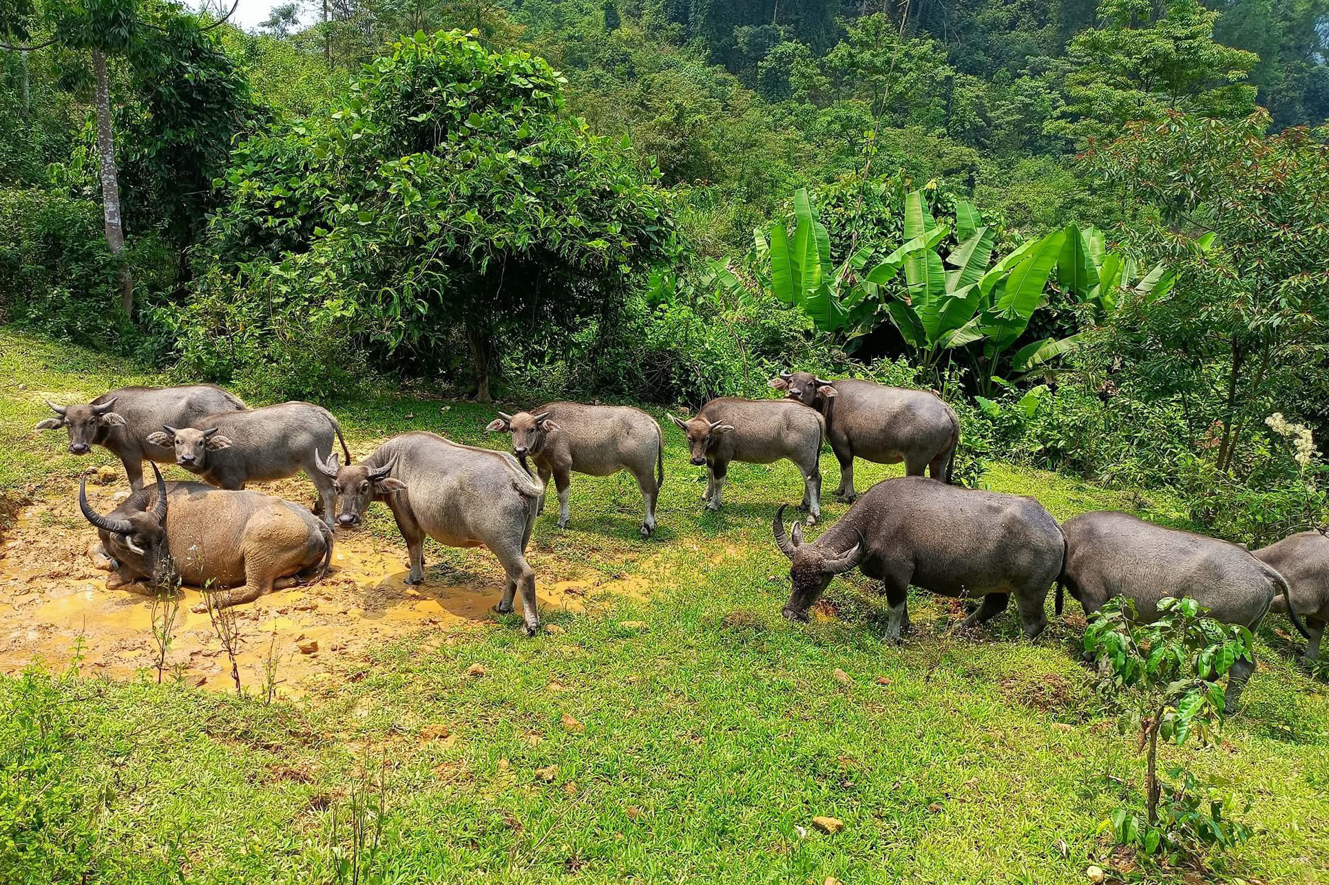 11 buffaloes found dead in forest, lightning strike suspected