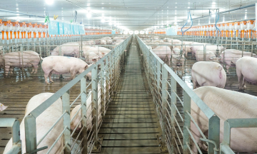 Livestock giant plans to build three to five high-rise pig farms in Ha Noi to reduce emissions