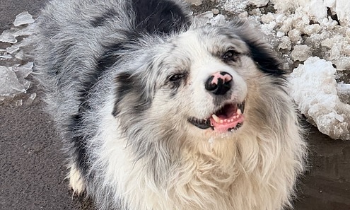 Million-view dog stolen, slaughtered at abattoir