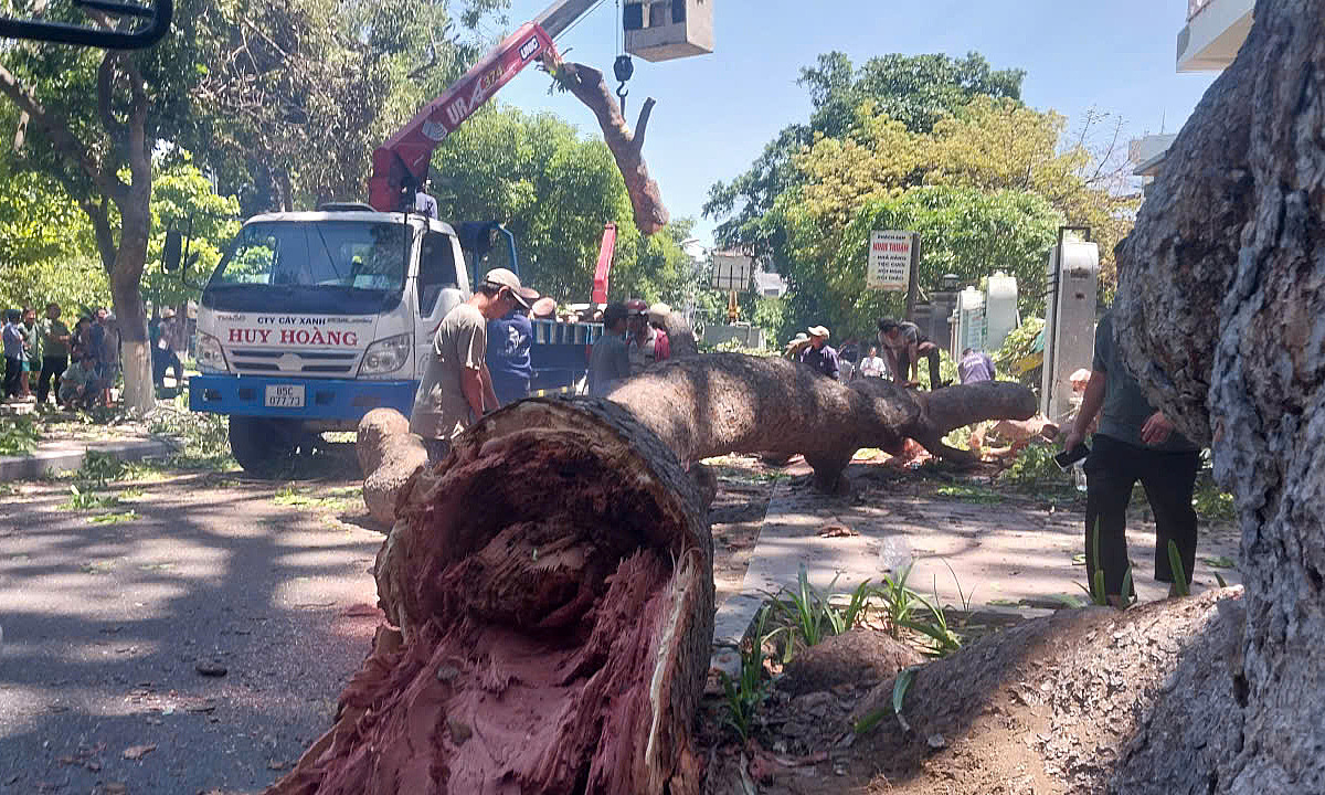 Ancient mahogany branch collapses, crushing motorcyclist