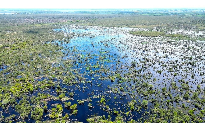 Hundreds of hectares of melaleuca forest in U Minh Ha National Park severely depleted