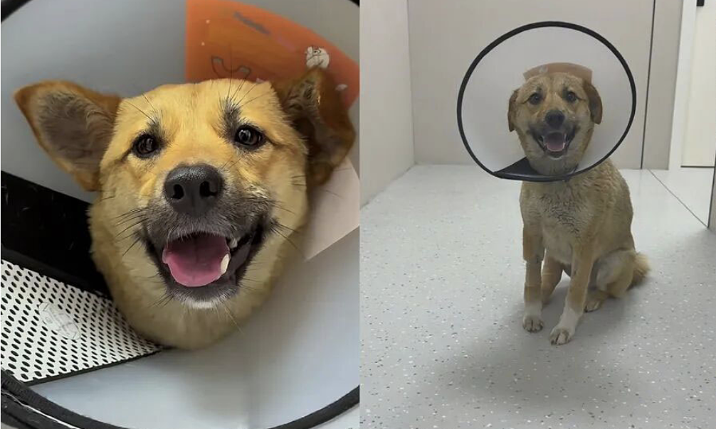 Stray dog's life transformed by taxi drivers' kindness
