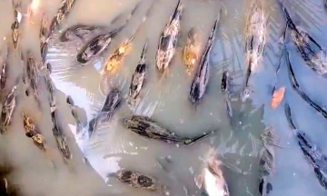 Many households disagree with compensation for fish deaths near Ca Mau airport