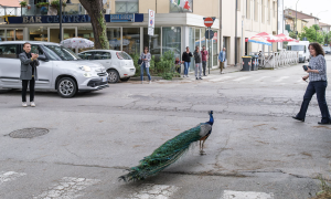 Peacocks wreak havoc in Italian town