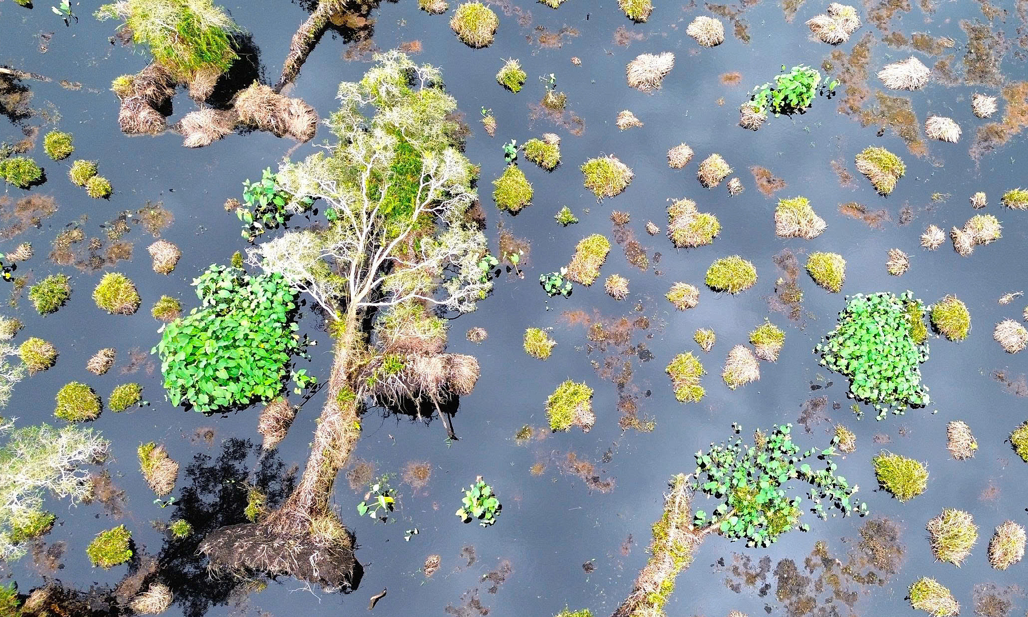 U Minh Ha National Park's melaleuca forest faces decline