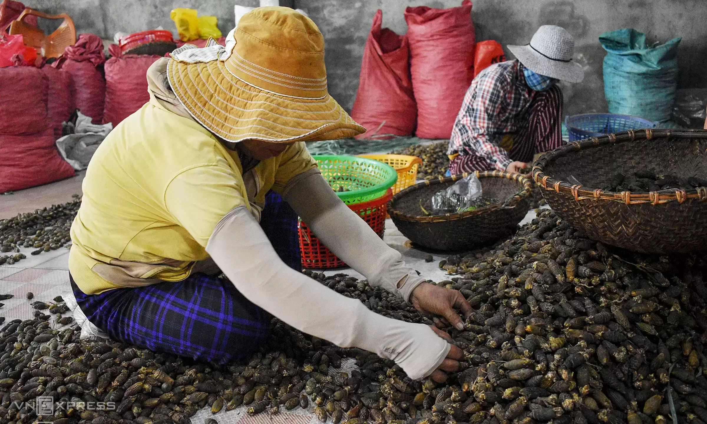 Scheme to smuggle hundreds of tons of dried betel nuts into China