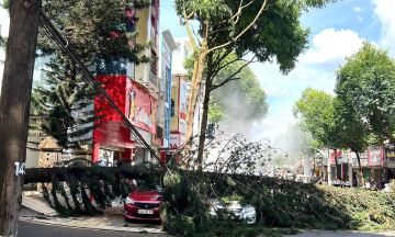 Ancient pine tree uprooted, crushes two cars