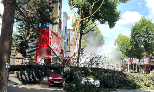 Ancient pine tree uprooted, crushes two cars