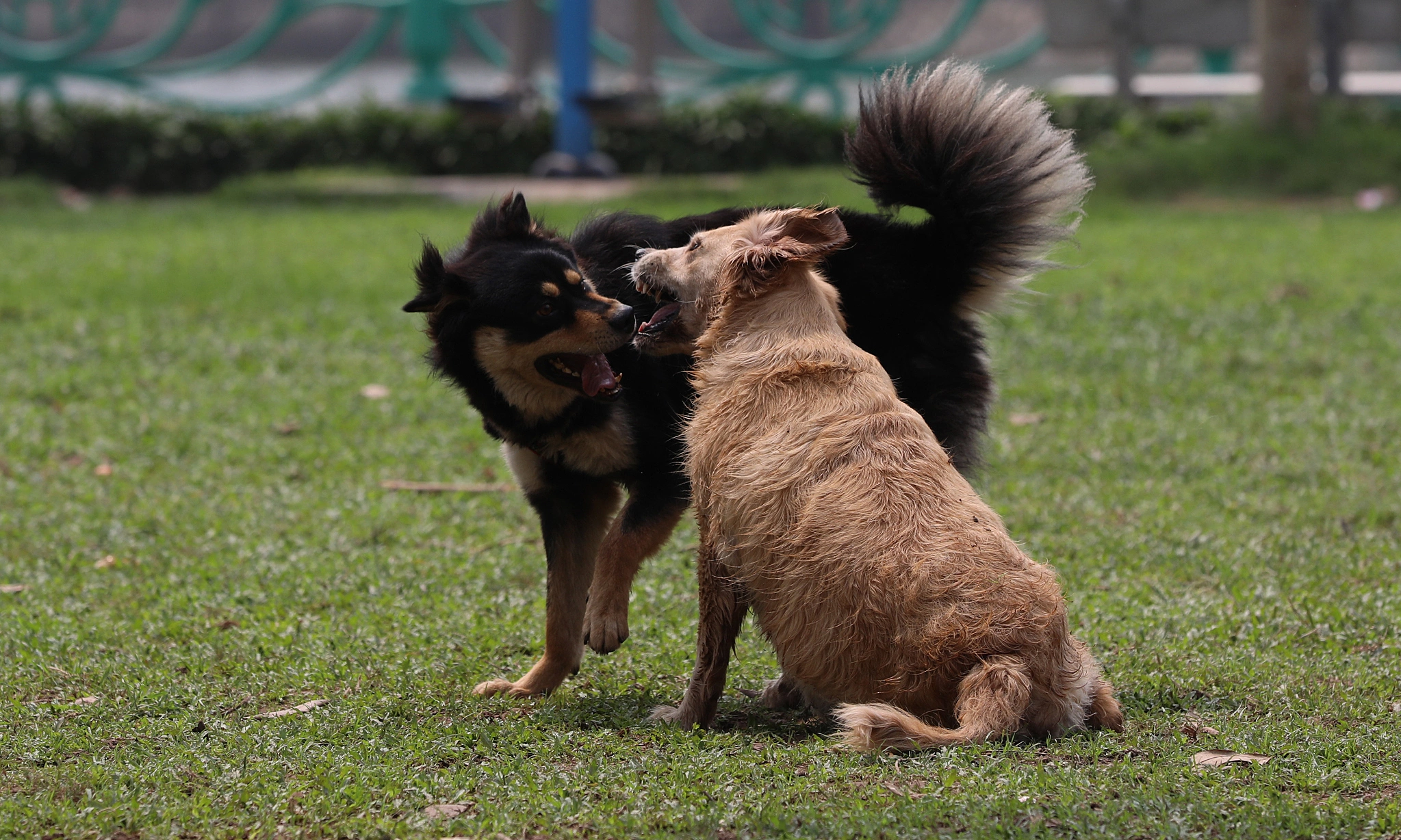 Taking dogs out without a muzzle will be fined 2 million VND