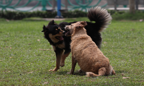 Taking dogs out without a muzzle will be fined 2 million VND