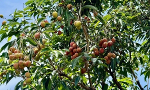 Can eating half a kilogram of lychees daily help prevent cancer?