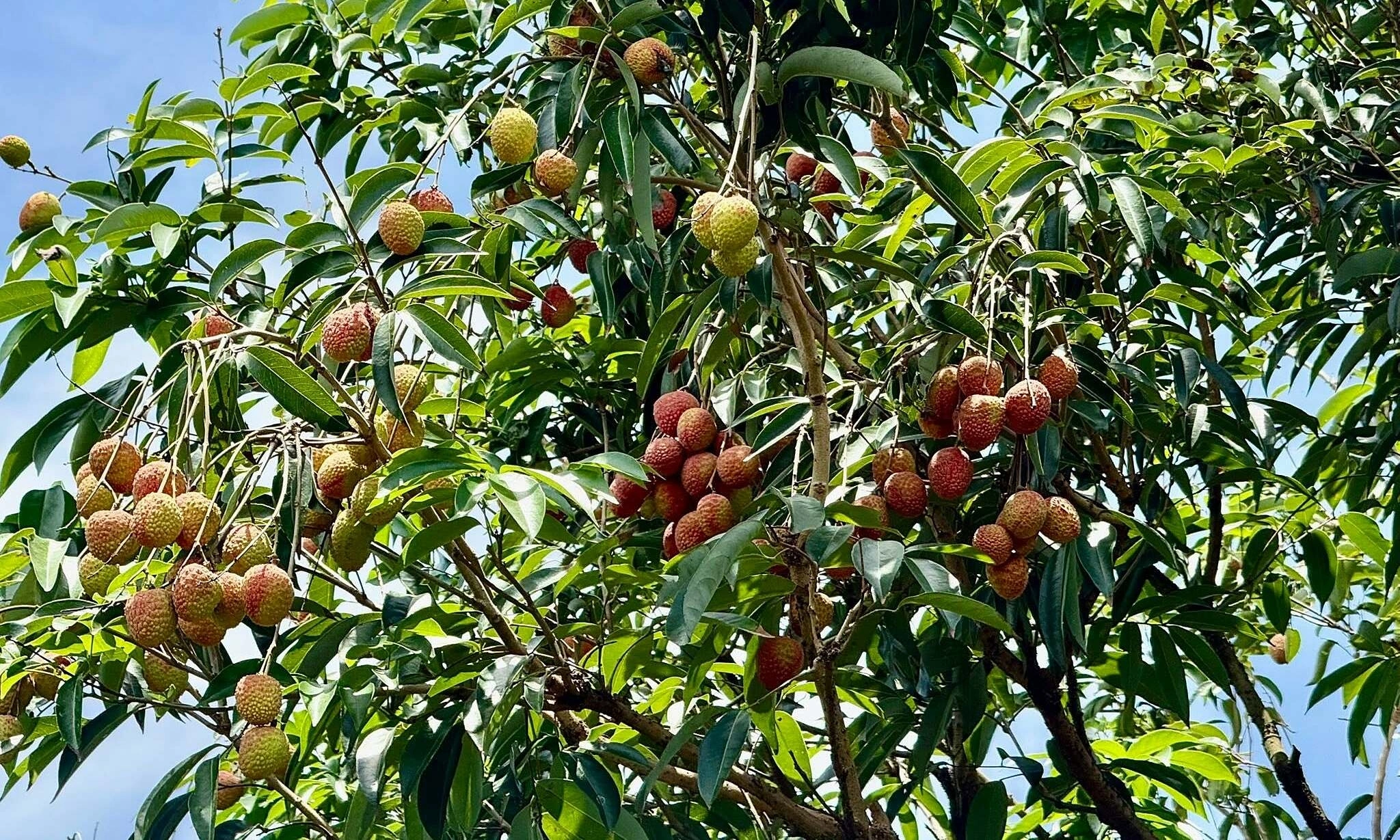 Can eating half a kilogram of lychees daily help prevent cancer?