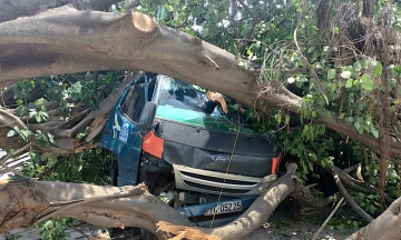 Ancient bodhi tree uproots, crushes truck cabin in Ho Chi Minh City