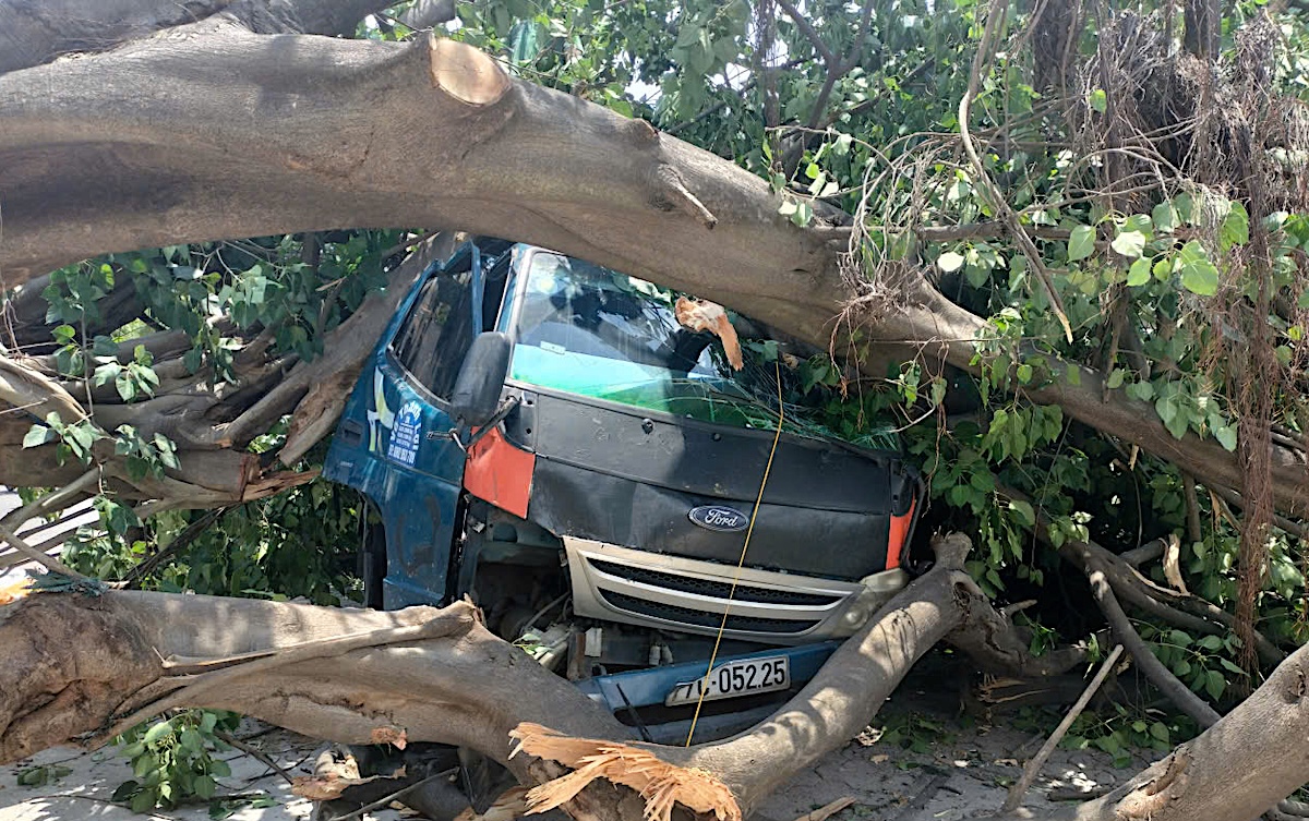 Ancient bodhi tree uproots, crushes truck cabin in Ho Chi Minh City