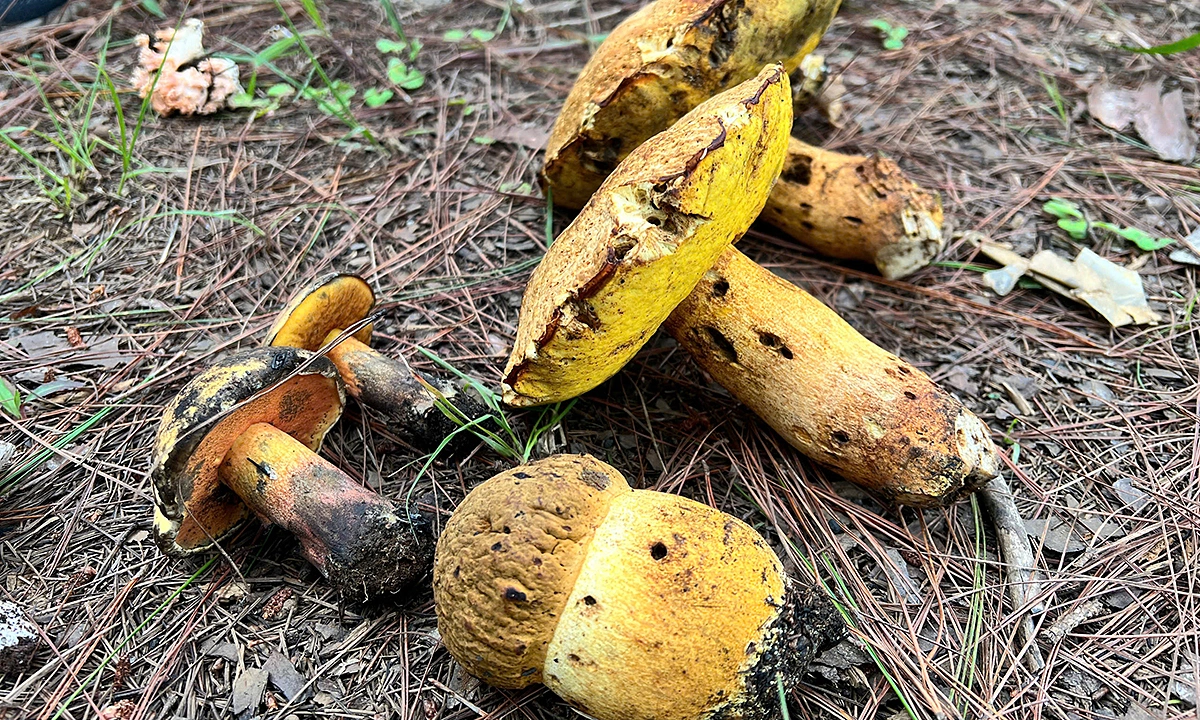 Family poisoned after eating wild mushrooms, father dies