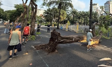 Tree falls in 23/9 park