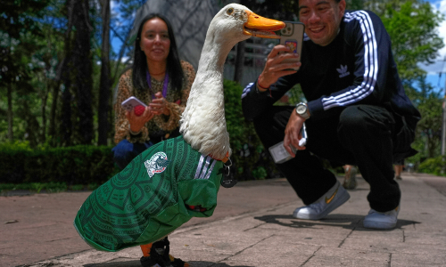 Duck in Mexico jersey causes sensation during World Cup