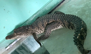 Crocodile crawls into resident's home late at night