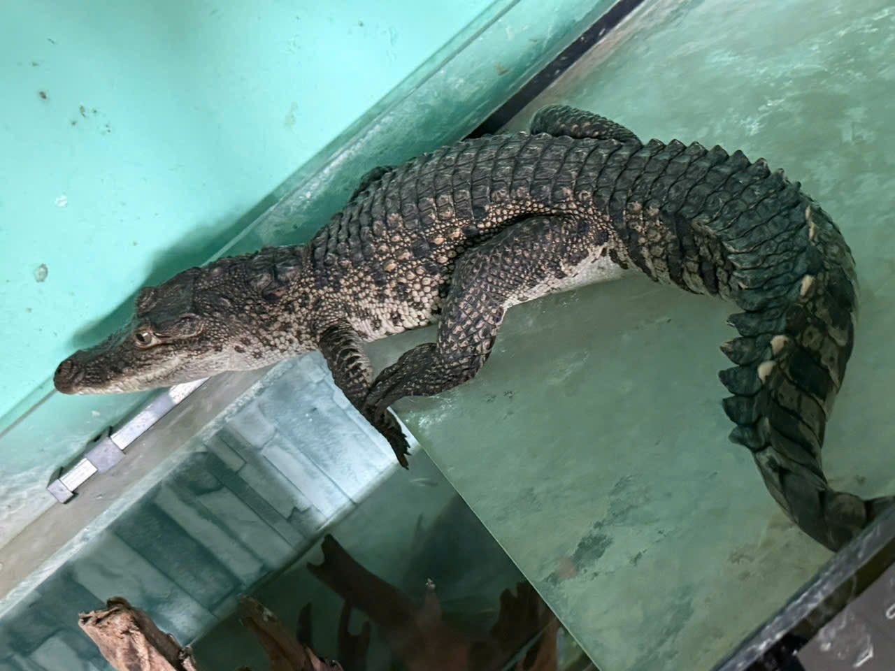Crocodile crawls into resident's home late at night