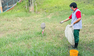 Tram Chim National Park to welcome six more sarus cranes from Thailand