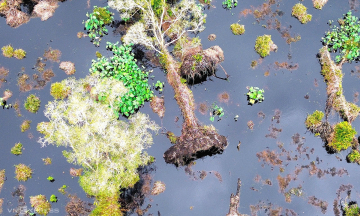 Expert: year-round fire prevention water retention causes decline of U Minh Ha melaleuca forest