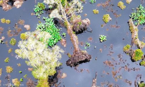 Expert: year-round fire prevention water retention causes decline of U Minh Ha melaleuca forest