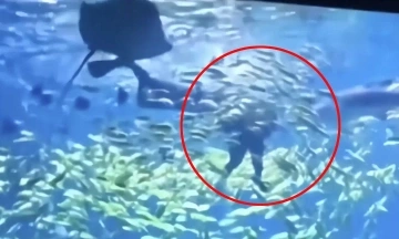 Tourist bitten on head by shark during aquarium dive experience