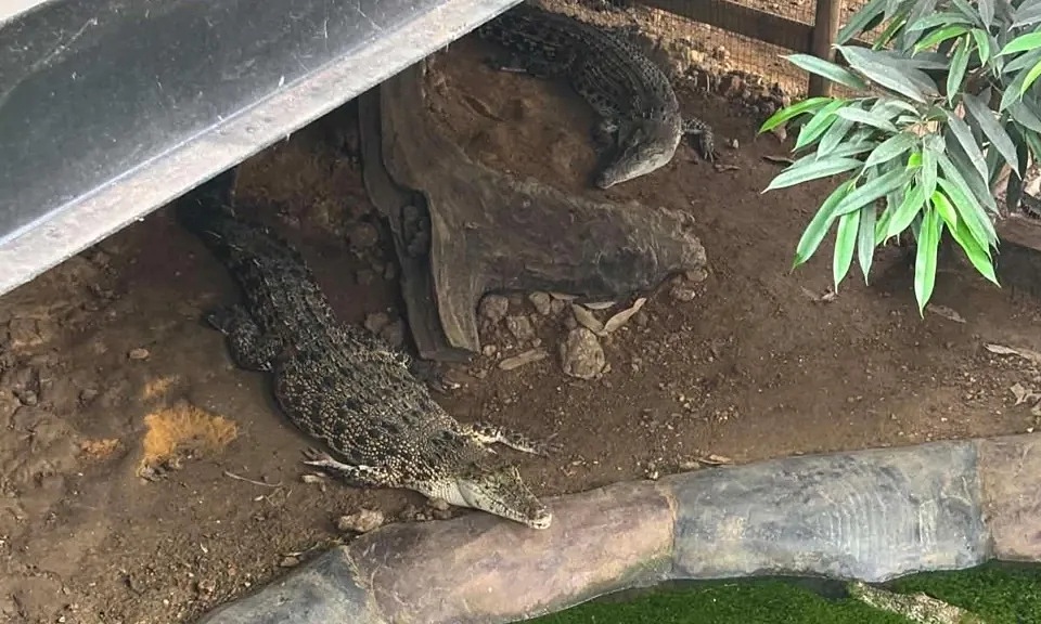 Three-year-old boy thrown into crocodile enclosure in UK