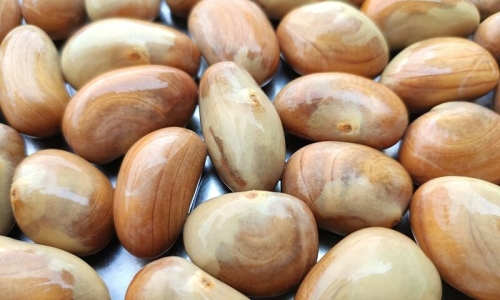 Do jackfruit seeds cause internal heat?