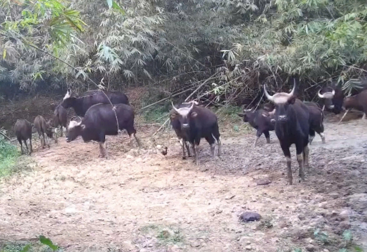 Two gaurs die in Dong Nai reserve