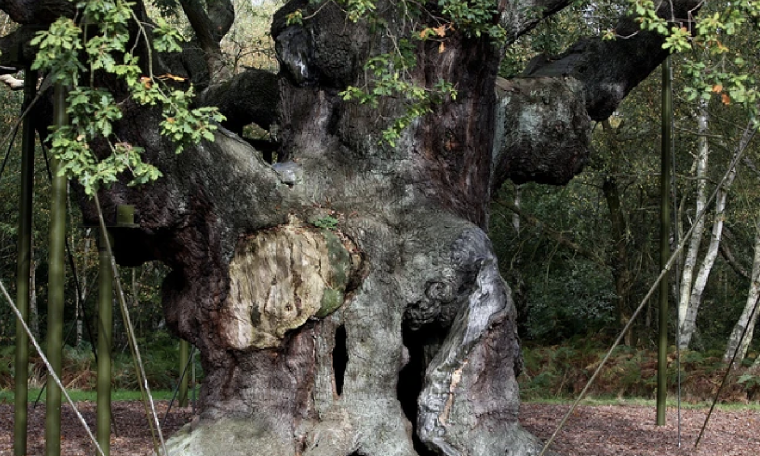 England's Major Oak, 1,200-year-old tree linked to Robin Hood, dies