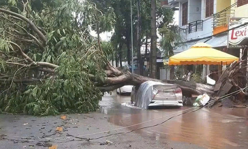 Thunderstorm topples dozens of trees, damages two cars