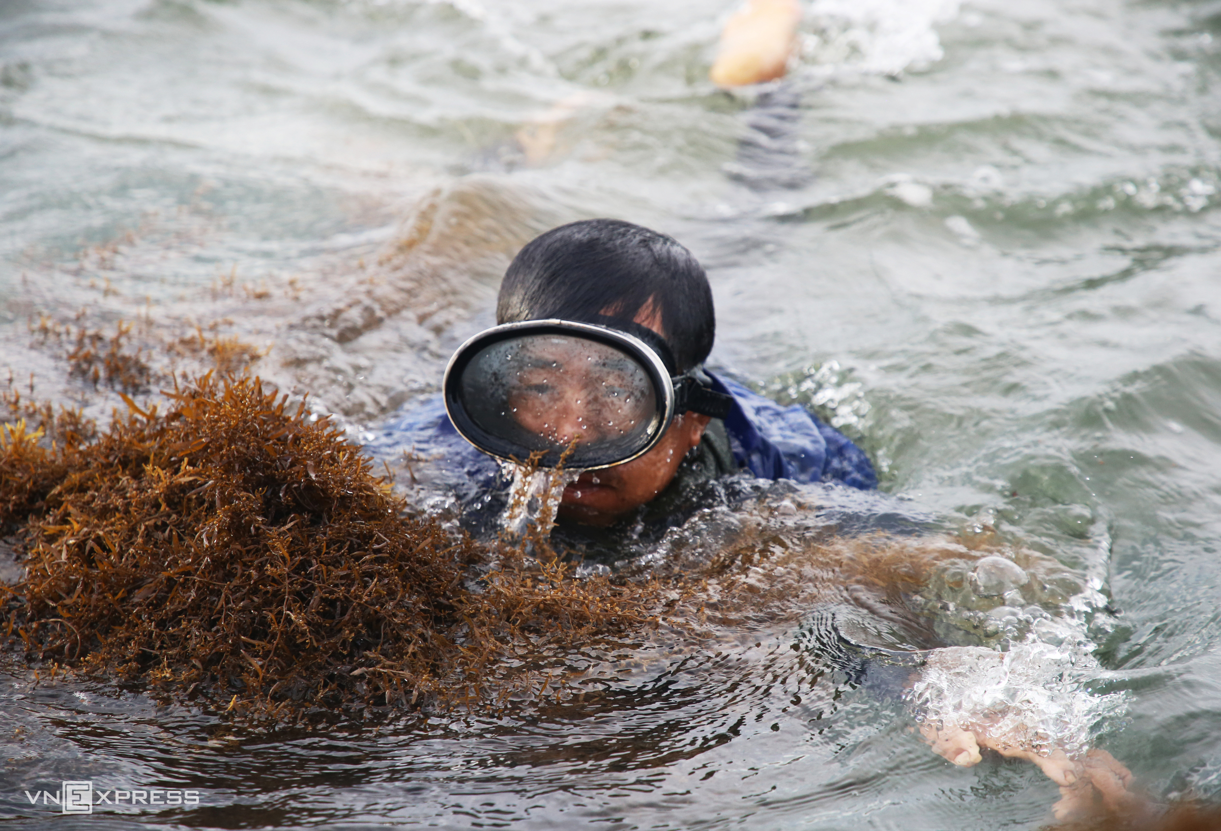Diving for sargassum during the Lao wind season