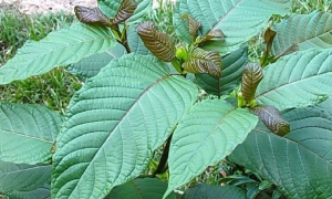 Narcotic-containing thoong leaves pose risk of illegal entry from Laos into Vietnam
